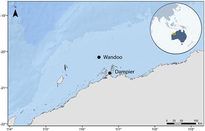 The vertical distribution of fish on two offshore oil platforms